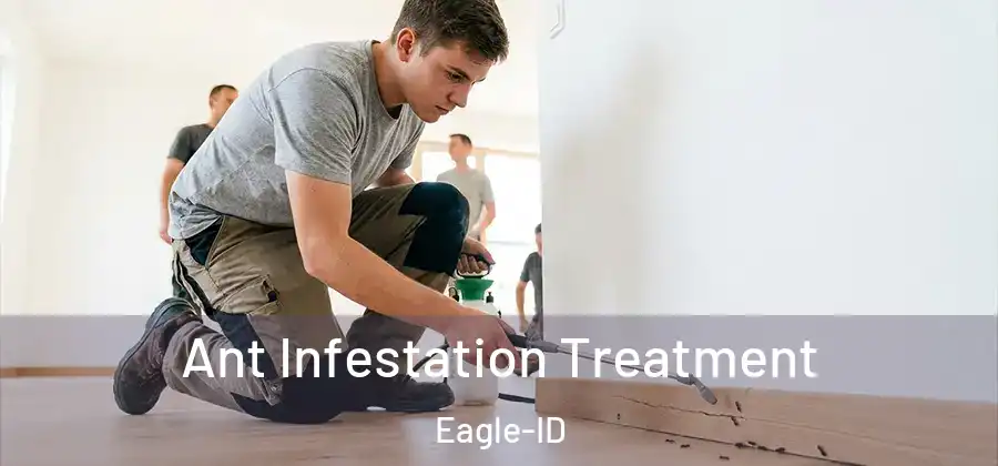 Ant Infestation Treatment Eagle-ID
