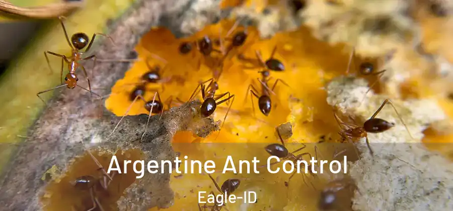 Argentine Ant Control Eagle-ID