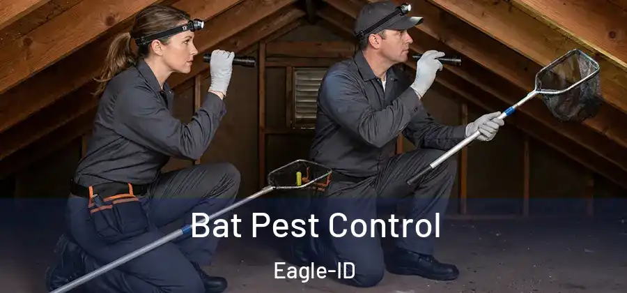 Bat Pest Control Eagle-ID