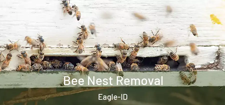 Bee Nest Removal Eagle-ID