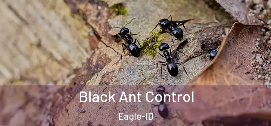 Black Ant Control Eagle-ID