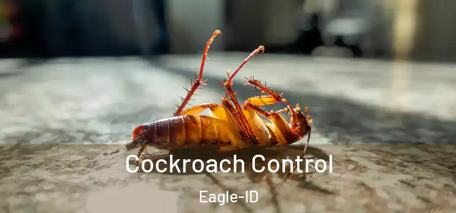  Cockroach Control Eagle-ID