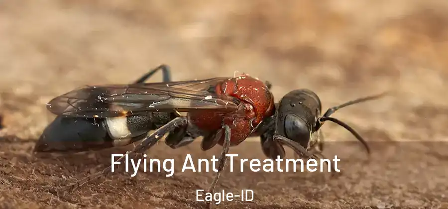  Flying Ant Treatment Eagle-ID