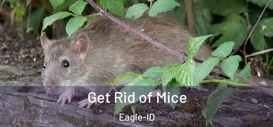 Get Rid of Mice Eagle-ID