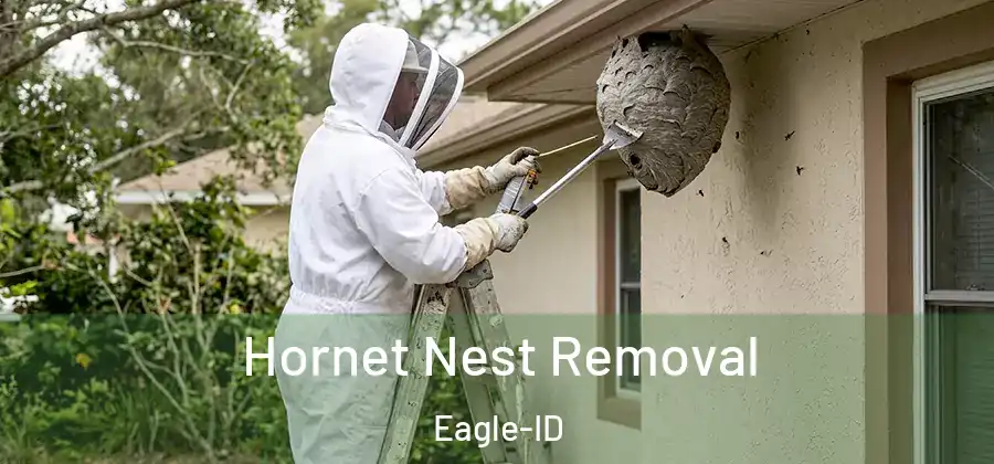 Hornet Nest Removal Eagle-ID