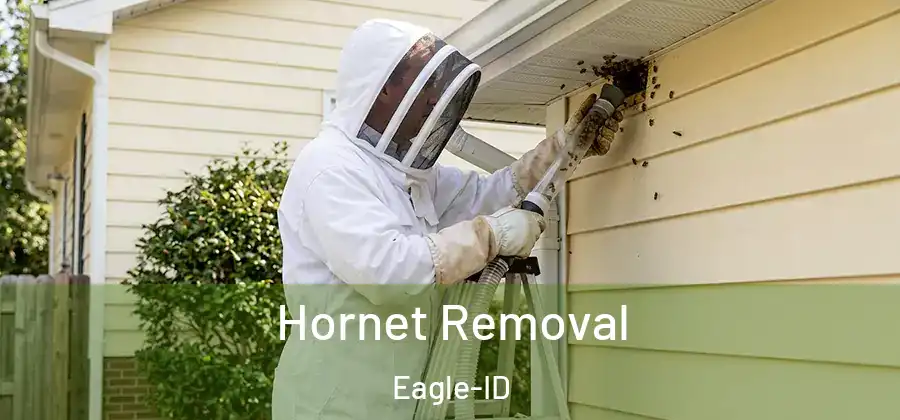 Hornet Removal Eagle-ID