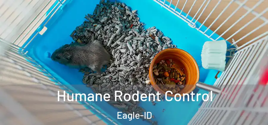Humane Rodent Control Eagle-ID