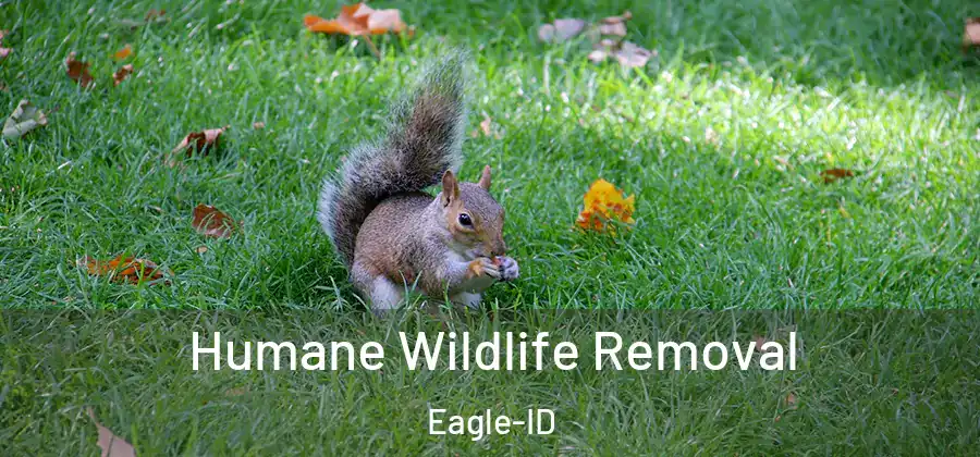 Humane Wildlife Removal Eagle-ID