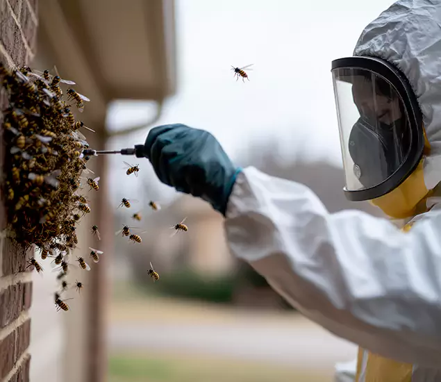 Your Bee Removal Company in Eagle, ID