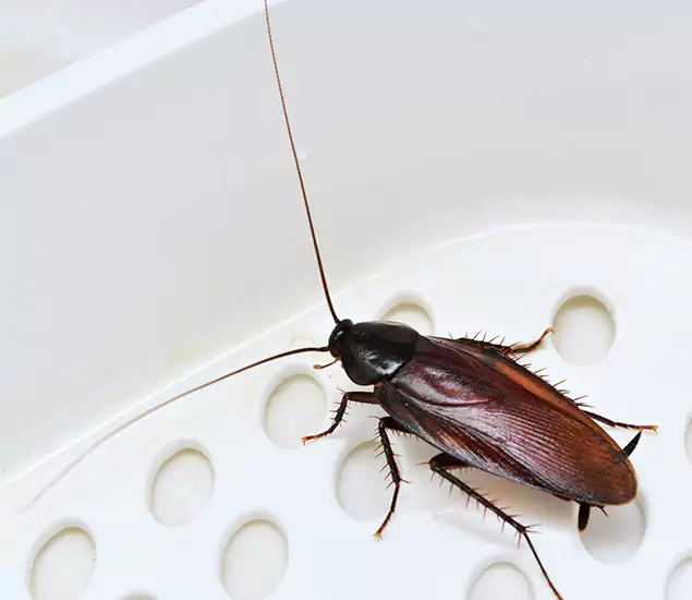 Trusted Cockroach Exterminator: Your Roach Control Services in Eagle, ID