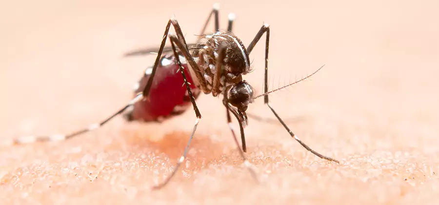 Pond Mosquito Control and Water Treatment in Eagle