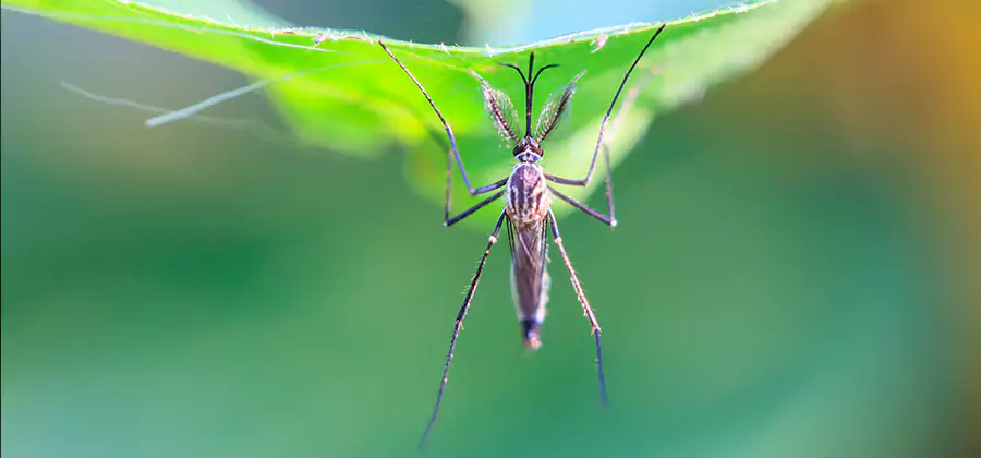 Home Defense Insect Killer in Eagle