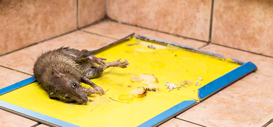 Mouse and Rat Control in Eagle