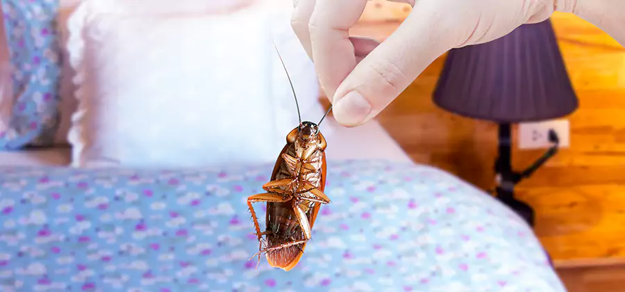 Bed Bug Inspection in Eagle