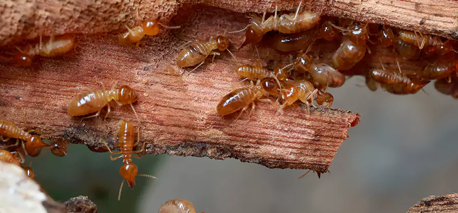 Termite Pest Management in Eagle