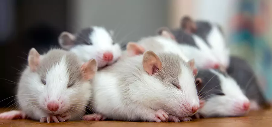 Rat Infestation Exclusion Service in Eagle