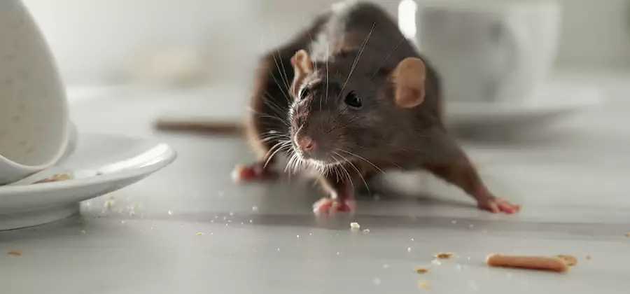 Attic Rat Exclusion Service in Eagle