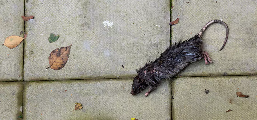 Rodent inspection service in Eagle