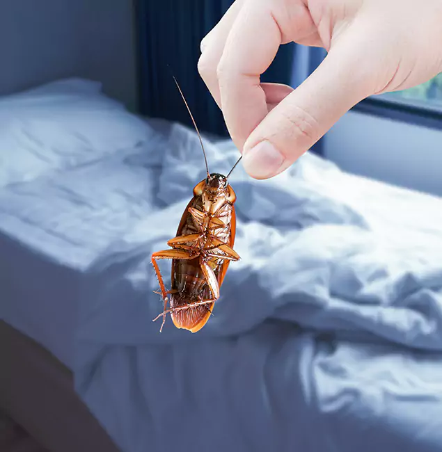 Why Choose Eagle Pest Control Pro for Bed Bug Extermination in Eagle, ID?