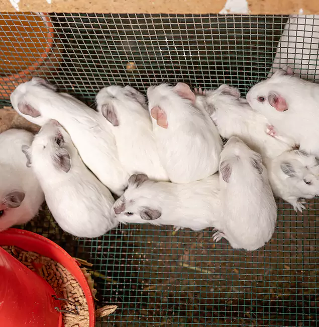 Why Choose Eagle Pest Control Pro for Rat Infestation in Eagle, ID?