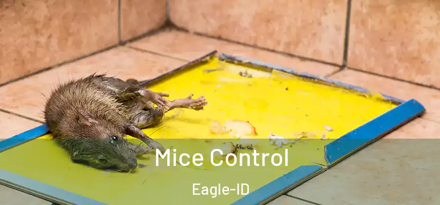  Mice Control Eagle-ID