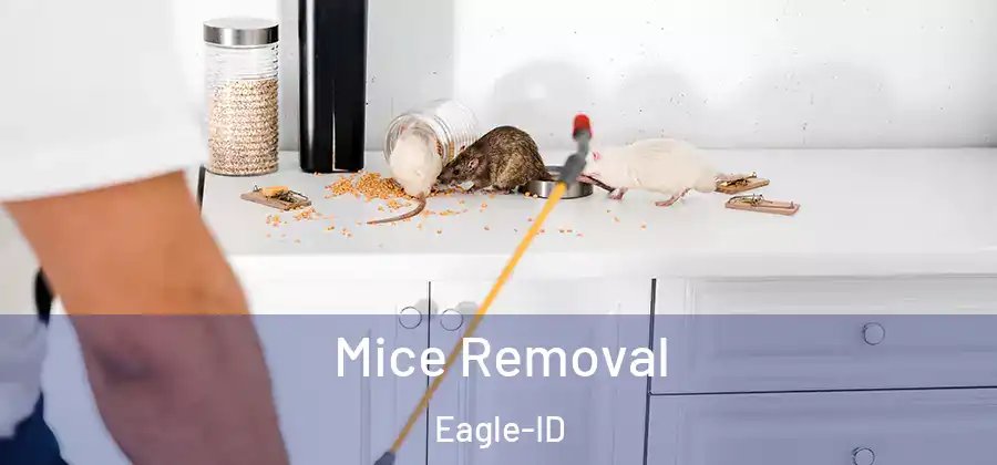Mice Removal Eagle-ID