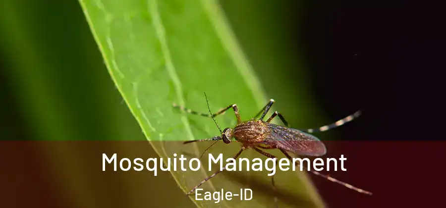 Mosquito Management Eagle-ID