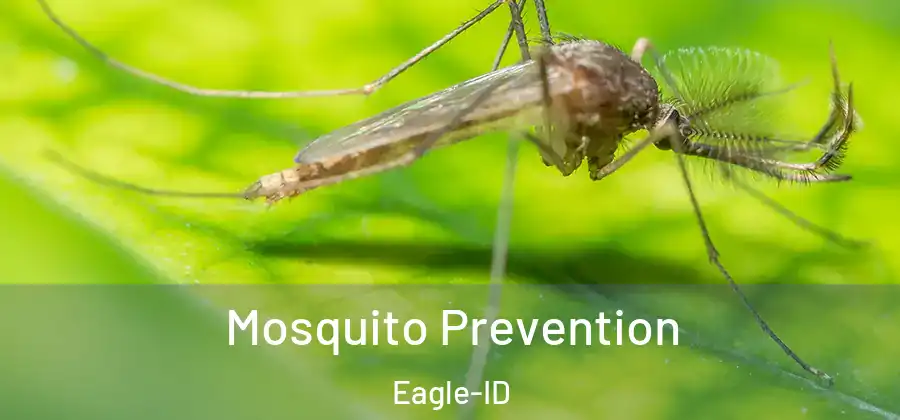  Mosquito Prevention Eagle-ID