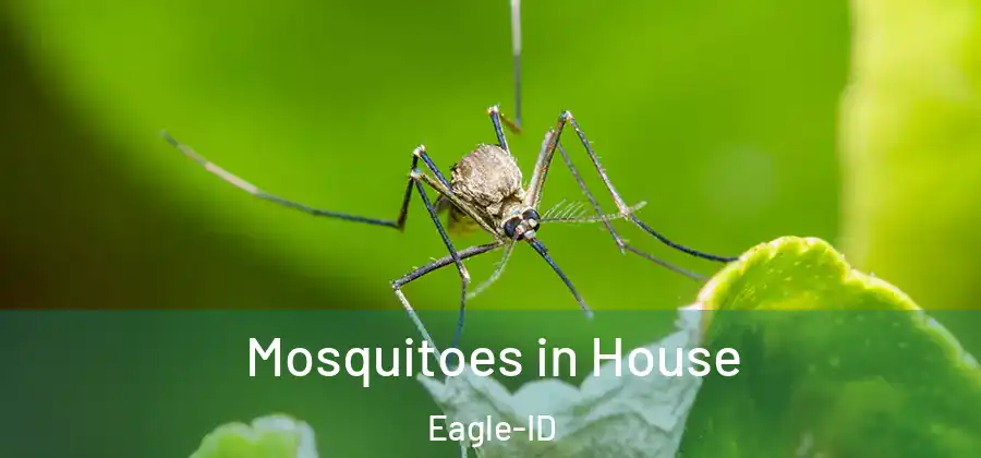 Mosquitoes in House Eagle-ID