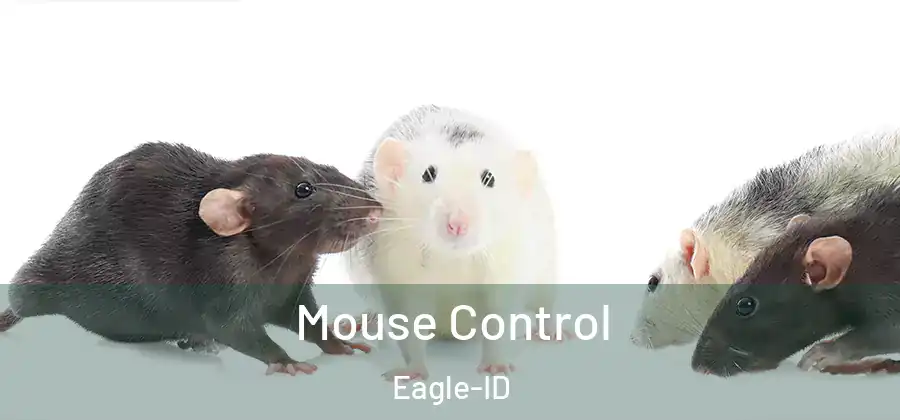 Mouse Control Eagle-ID
