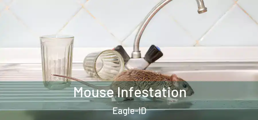  Mouse Infestation Eagle-ID