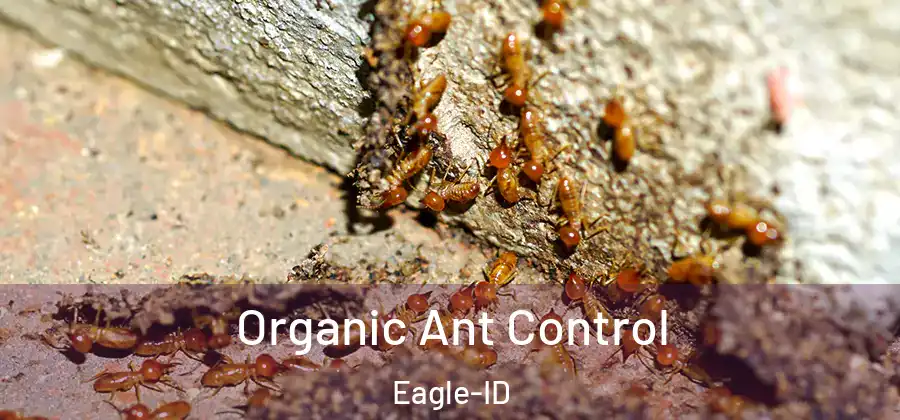 Organic Ant Control Eagle-ID