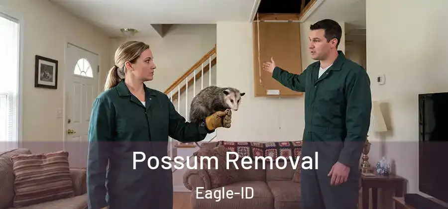 Possum Removal Eagle-ID