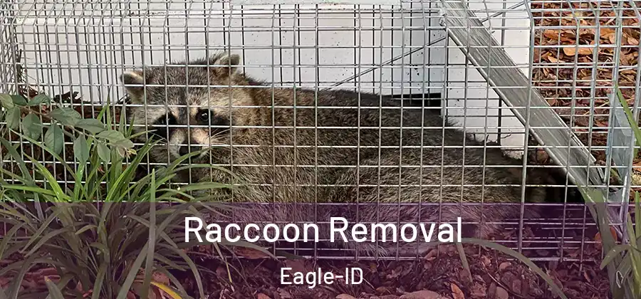  Raccoon Removal Eagle-ID