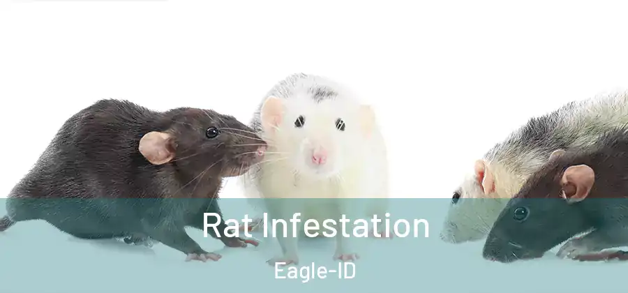 Rat Infestation Eagle-ID