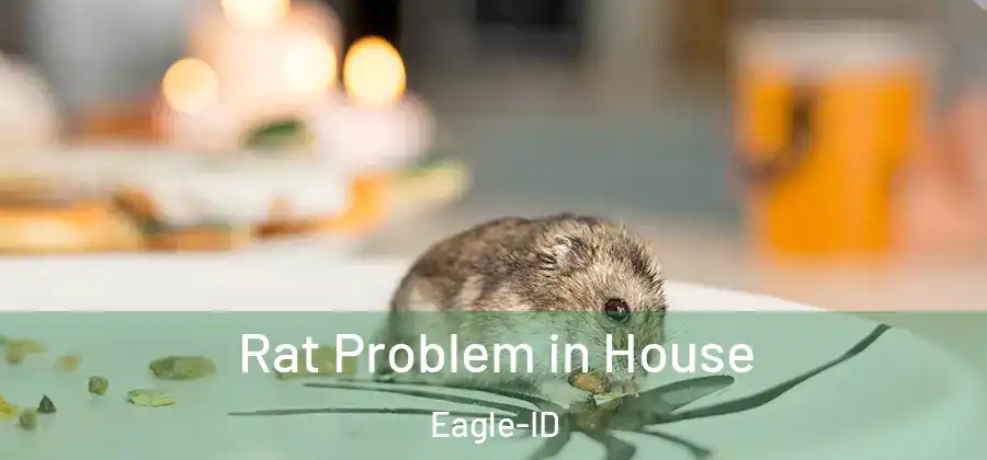  Rat Problem in House Eagle-ID