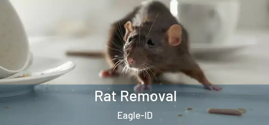 Rat Removal Eagle-ID