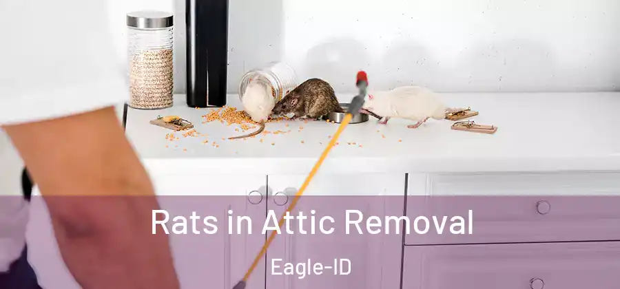 Rats in Attic Removal Eagle-ID