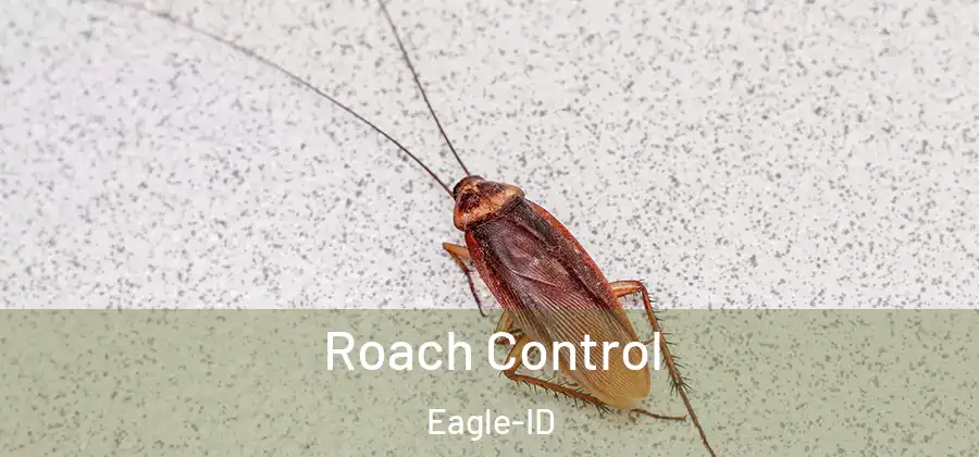 Roach Control Eagle-ID