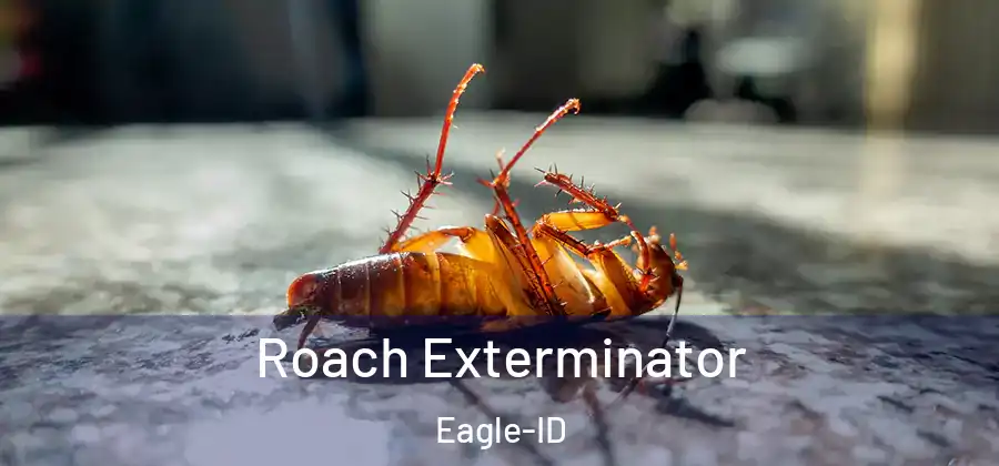  Roach Exterminator Eagle-ID