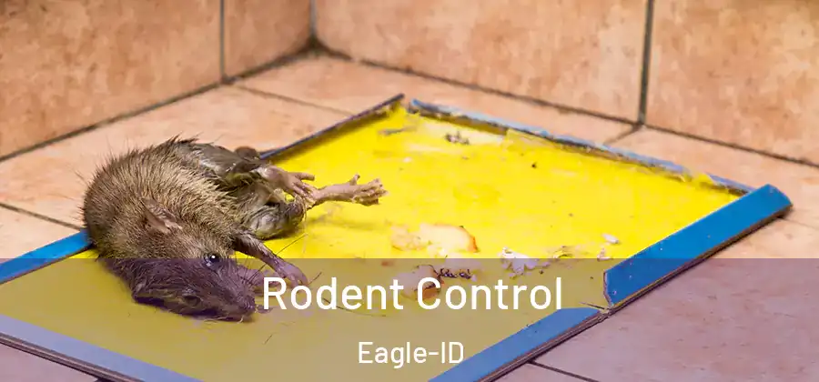 Rodent Control Eagle-ID