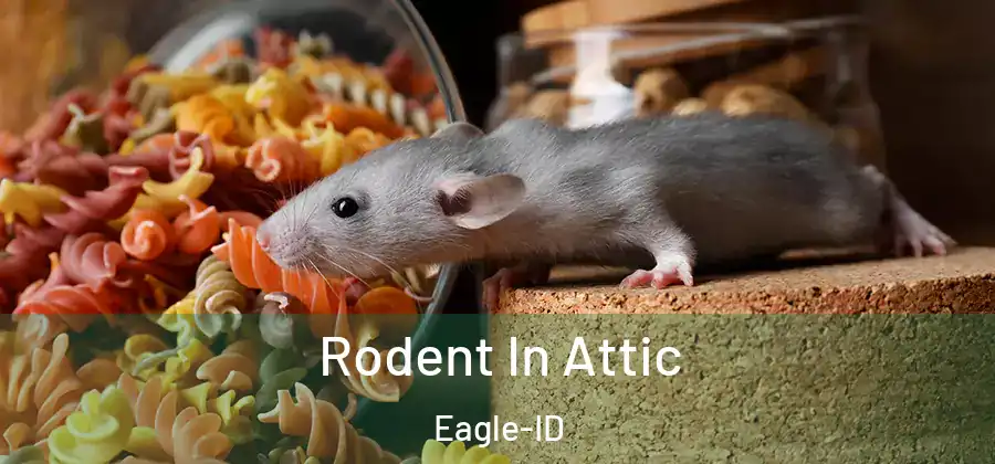 Rodent In Attic Eagle-ID