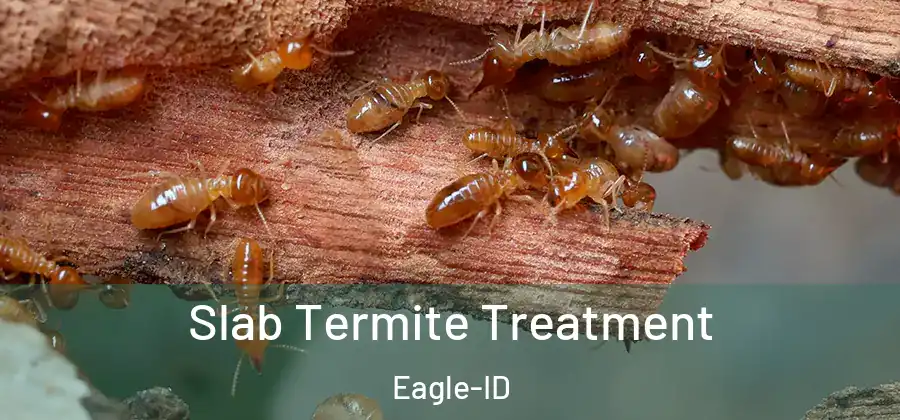  Slab Termite Treatment Eagle-ID