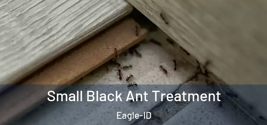  Small Black Ant Treatment Eagle-ID