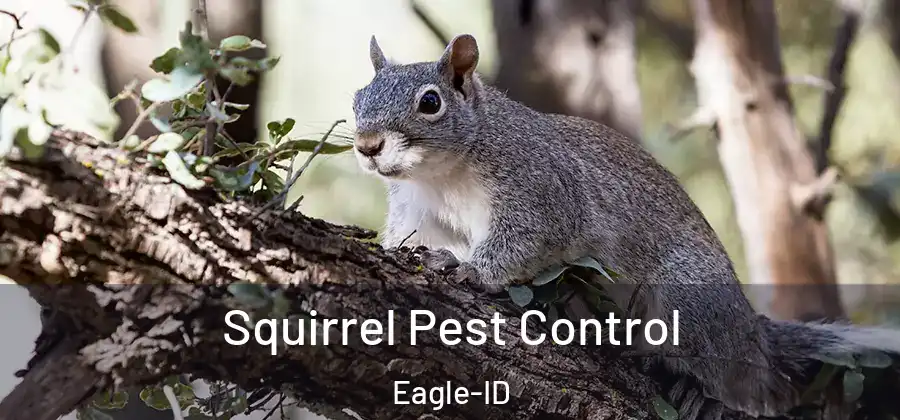 Squirrel Pest Control Eagle-ID