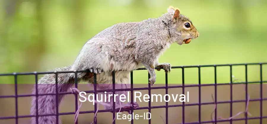  Squirrel Removal Eagle-ID