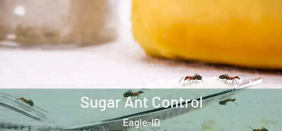 Sugar Ant Control Eagle-ID