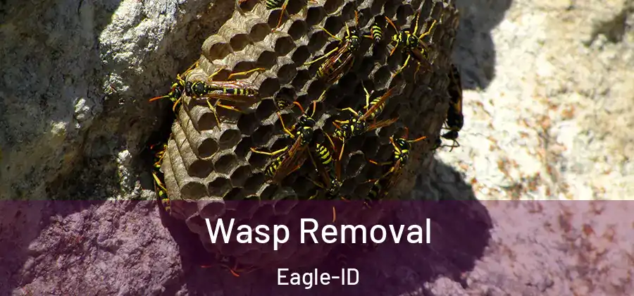 Wasp Removal Eagle-ID
