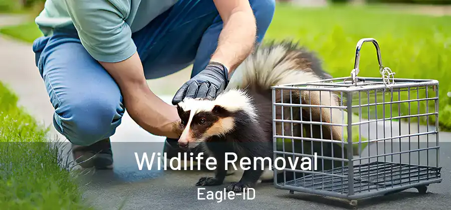 Wildlife Removal Eagle-ID